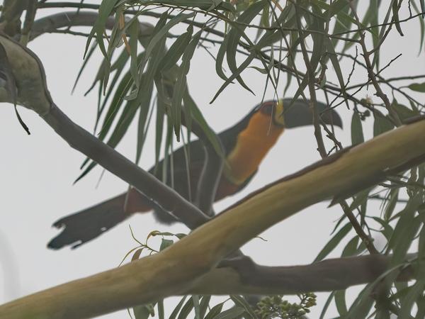 Groefsnaveltoekan (Ramphastos vitellinus)